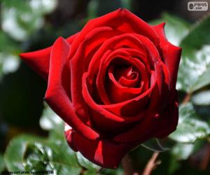 puzzel Red Rose voor dag van de Valentijnskaart