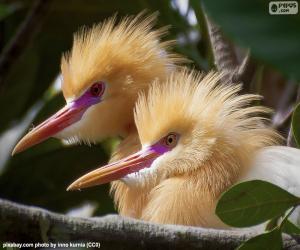 puzzel Reigers in Petulu, Bali