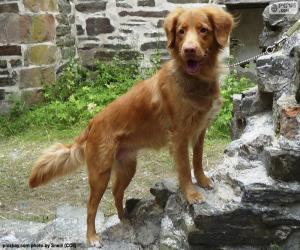 puzzel Retriever uit Nova Scotia