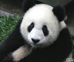 puzzel Reuzenpanda