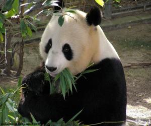 puzzel Reuzenpanda