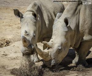 puzzel Rhino eten