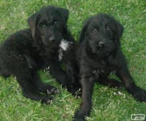 puzzel Riesenschnauzer pups