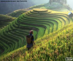 puzzel Rijstvelden, Thailand