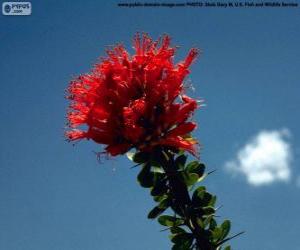 puzzel Rode bloem van Ocotillo