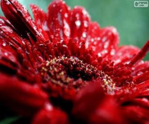 puzzel Rode bloem