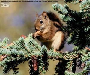 puzzel Rode eekhoorn in een boom