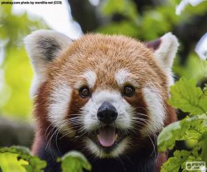 puzzel Rode Panda gezicht