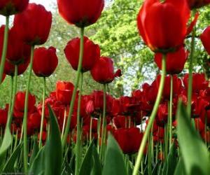 puzzel Rode tulpen