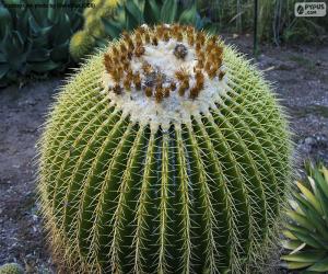 puzzel Ronde cactus