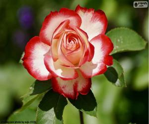 puzzel Rood en wit Rose