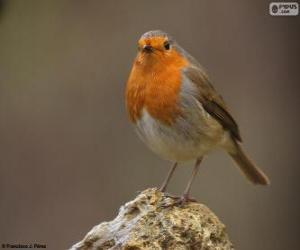 puzzel Roodborst