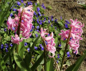 puzzel Roze hyacinth