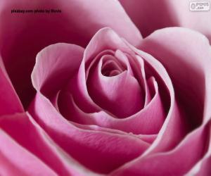puzzel Roze roze detail