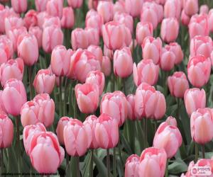 puzzel Roze tulpen