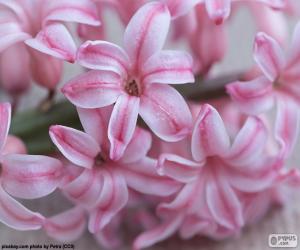puzzel Rozen van de bloemen van de hyacint