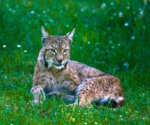 puzzel rusten lynxen