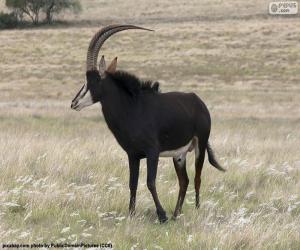 puzzel Sabelantilope