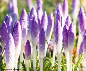 puzzel Saffraan bloemen