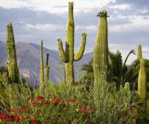 puzzel Saguaro Kaktus