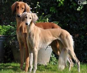 puzzel Saluki of Perzische windhond