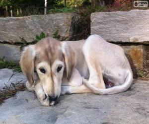 puzzel Saluki puppy