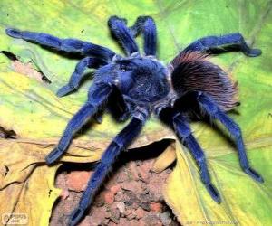 puzzel Sazima de tarantula