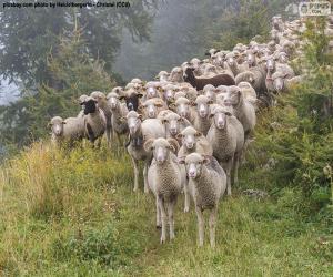 puzzel Schapen kudde