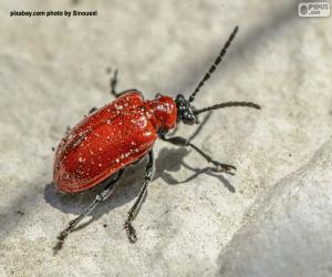 puzzel Scharlaken lelie kever