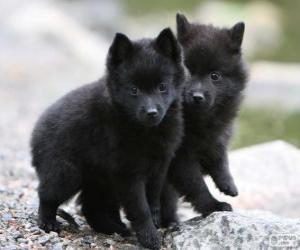 puzzel Schipperke pups