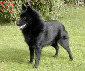 puzzel Schipperke