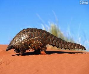 puzzel Schubdieren of pangolin