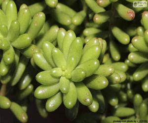 puzzel Sedum rubrotinctum