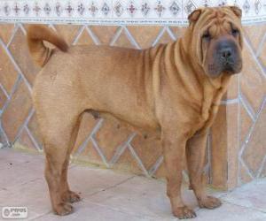 puzzel Shar-Pei, Chinese race