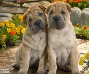 puzzel Shar Pei puppies