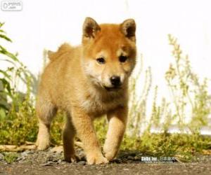 puzzel Shiba Inu puppy