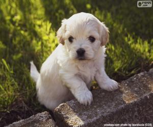 puzzel Shih-poo pup