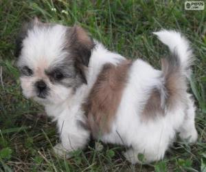 puzzel Shih Tzu puppy