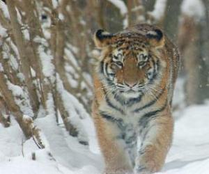 puzzel Siberian Tiger