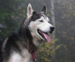 puzzel Siberische Husky