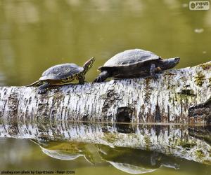 puzzel Sierschildpad