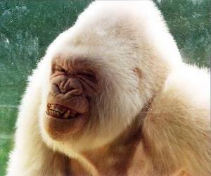 puzzel Sneeuwvlokje, de enige albino-gorilla in de wereld van dat men op de hoogte