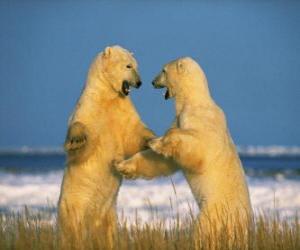 puzzel Sparring twee grote ijsberen