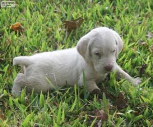 puzzel Spinone Italiano puppy