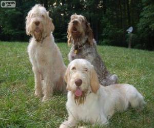 puzzel Spinone italiano