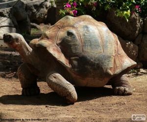 puzzel Sporenschildpad