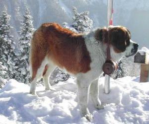 puzzel St. Bernard, de redding van een hond met de brandewijn vat om zijn nek