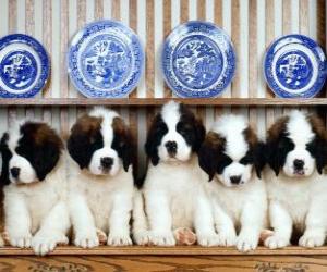 puzzel St. Bernard pups