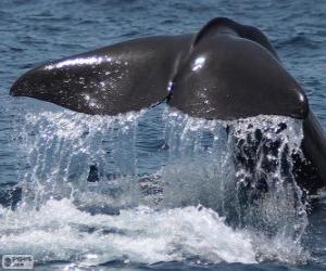 puzzel Staart van de walvis