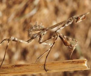 puzzel Stick insect